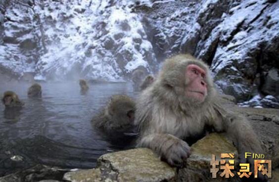 喜马拉雅山雪人