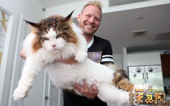 世界上最大的猫 缅因猫samson体长1 2米重26斤 图片 图 久久探索网