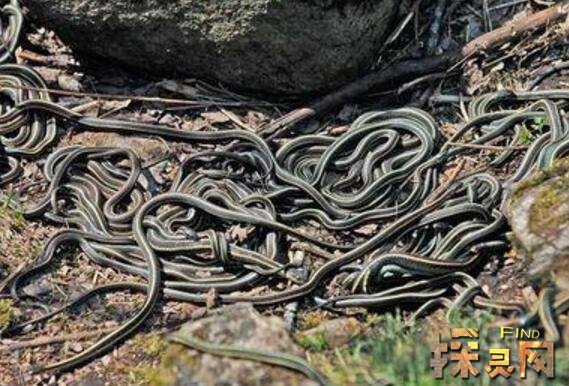 贵州大蛇事件 神秘蛇洞 巨型蟒蛇吃人入腹 图 久久探索网